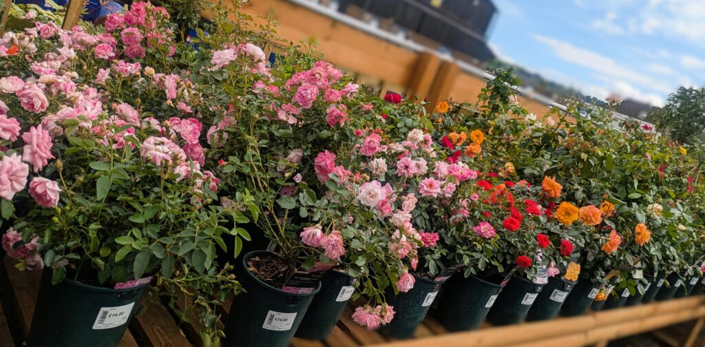roses | Pound Farm Shop and Plant Centre | The Best Farm Shop in Gloucester